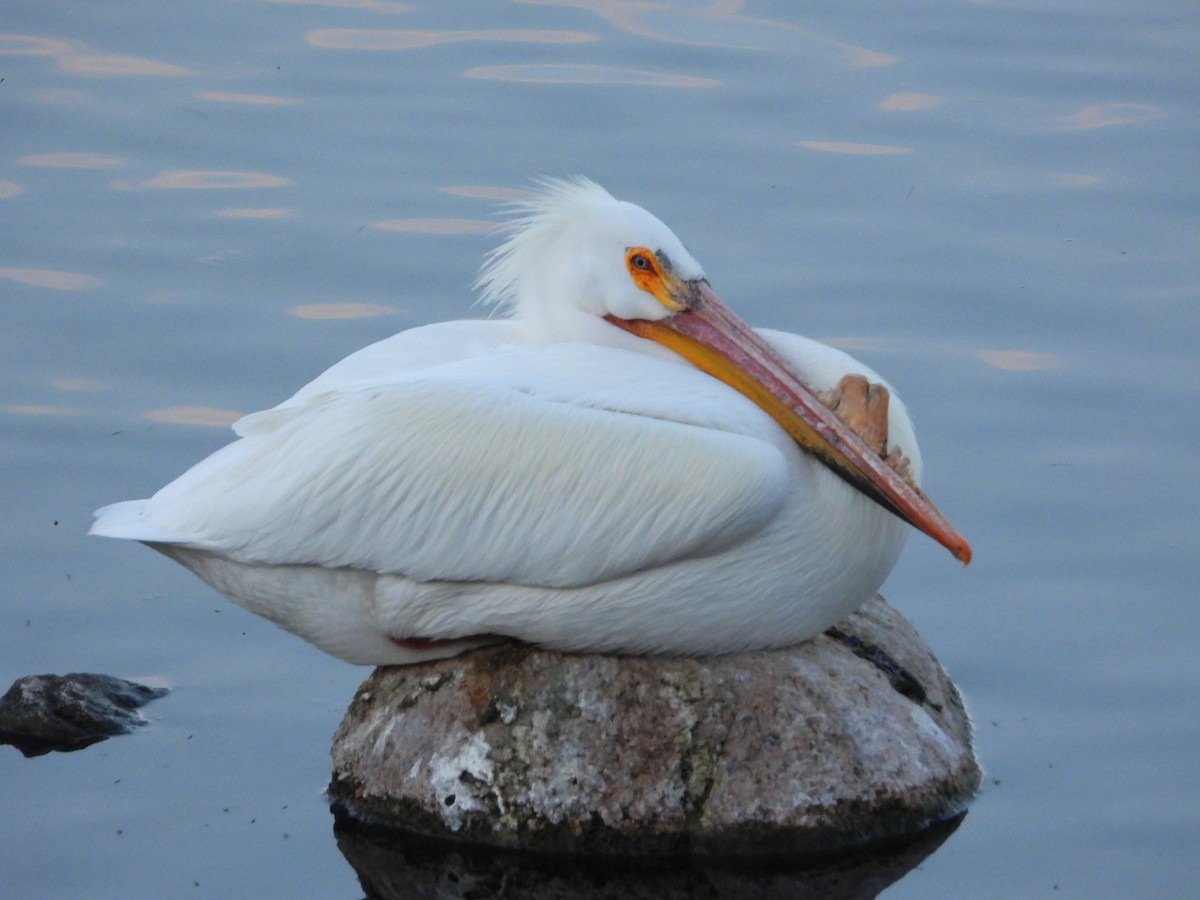 American White Pelican - ML617294555