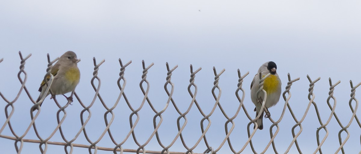 Lawrence's Goldfinch - Jimmy McMorran