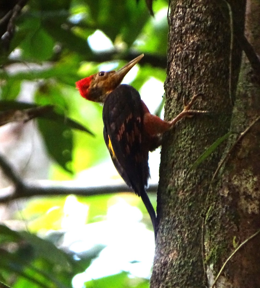 Orange-backed Woodpecker - Lai Wah Liu