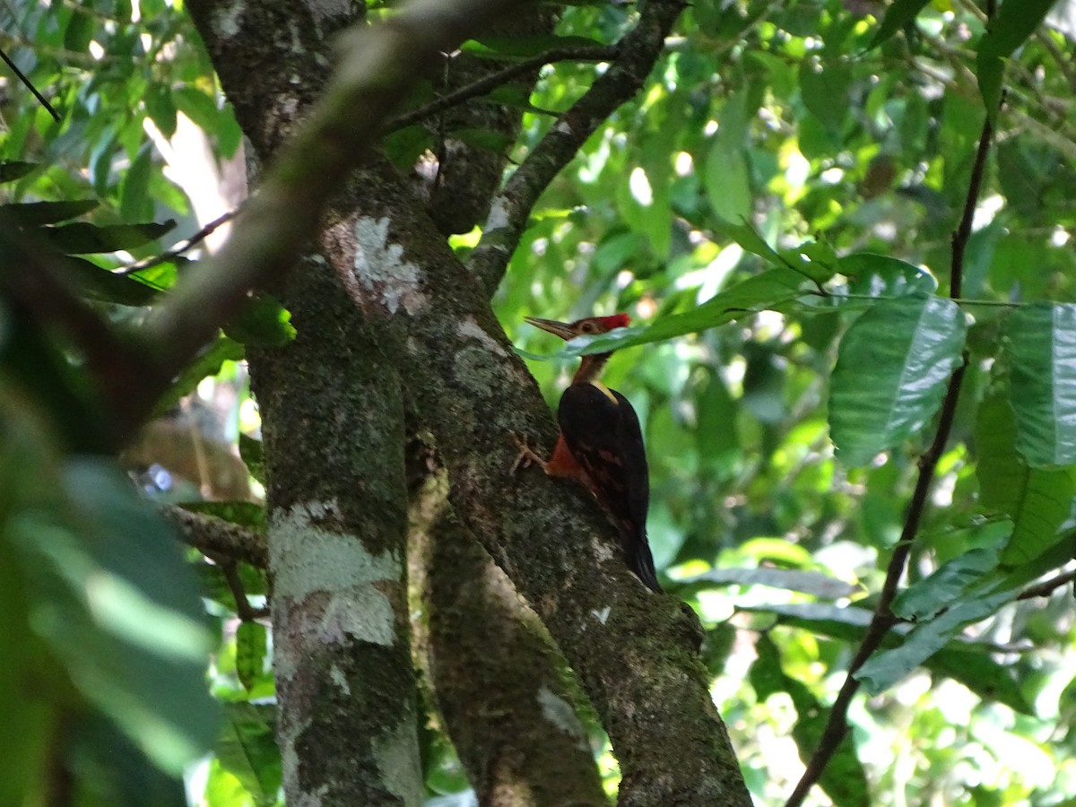 Orange-backed Woodpecker - Lai Wah Liu
