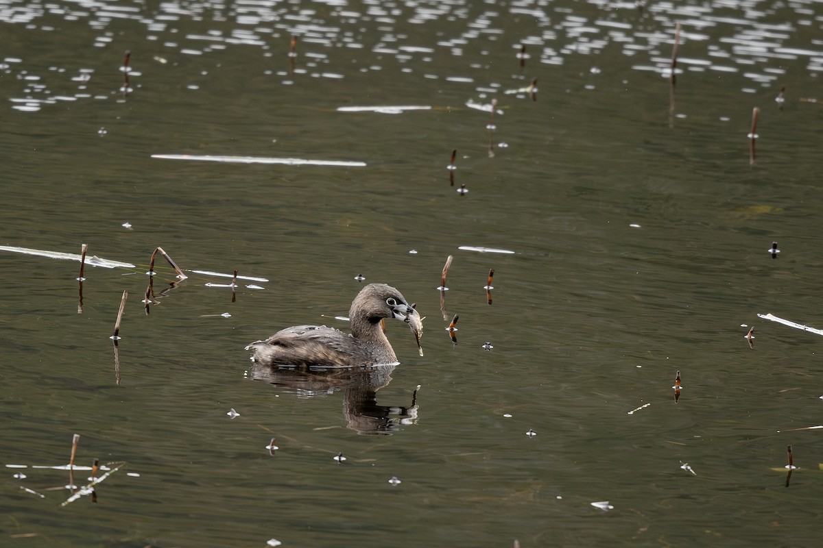 Pied-billed Grebe - ML617294720