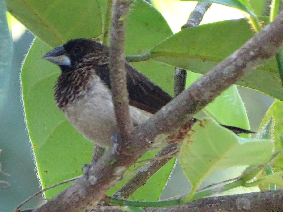 White-rumped Munia - Lai Wah Liu