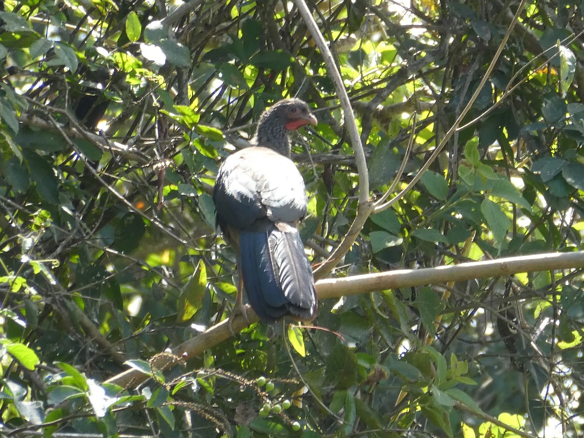 Chaco Chachalaca - ML617294731