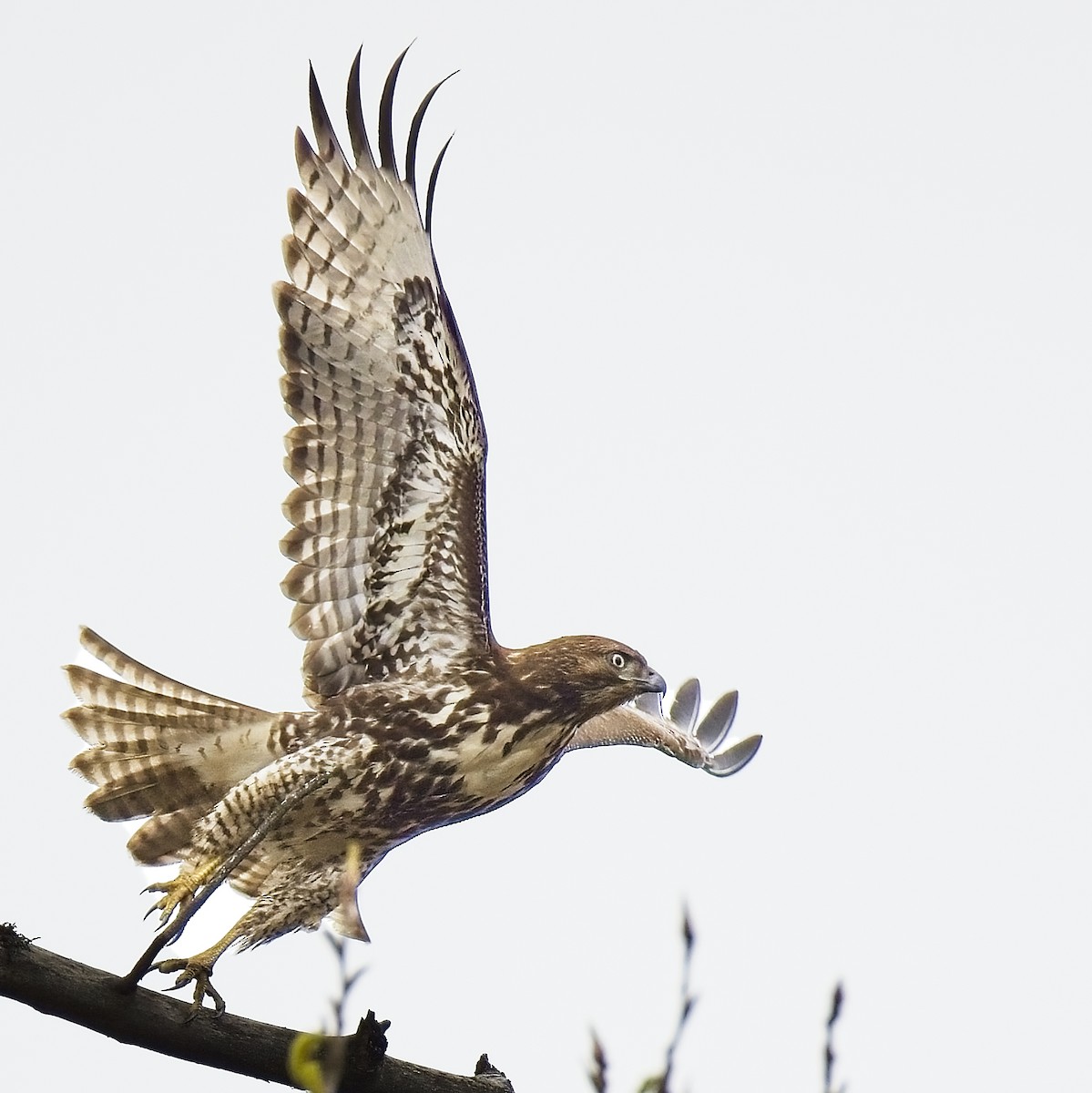 Red-tailed Hawk - ML617294732