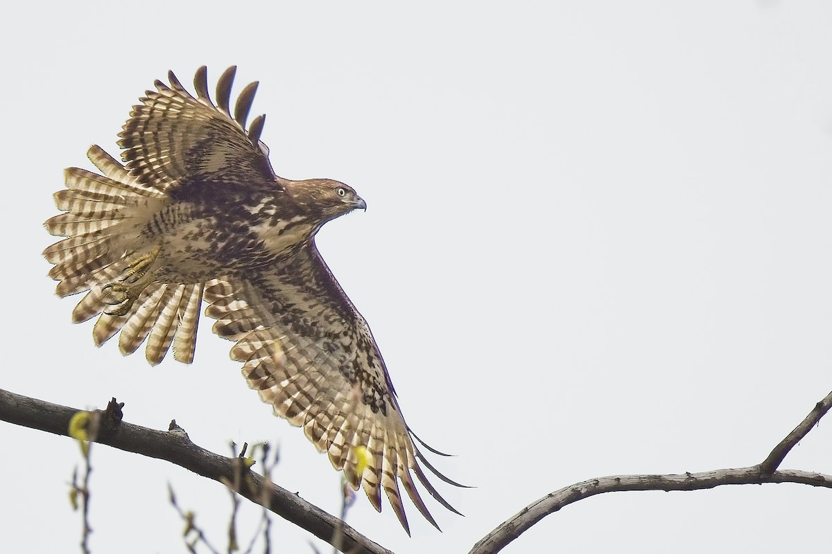 Red-tailed Hawk - ML617294733