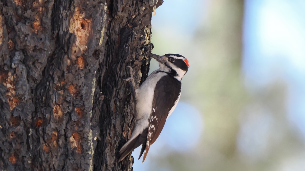 Hairy Woodpecker - ML617294769