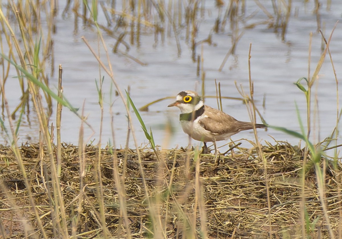 Little Ringed Plover - Andrew Pierce