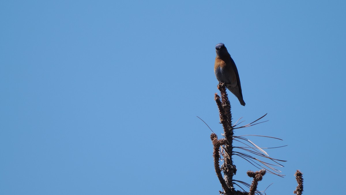 Western Bluebird - ML617294778