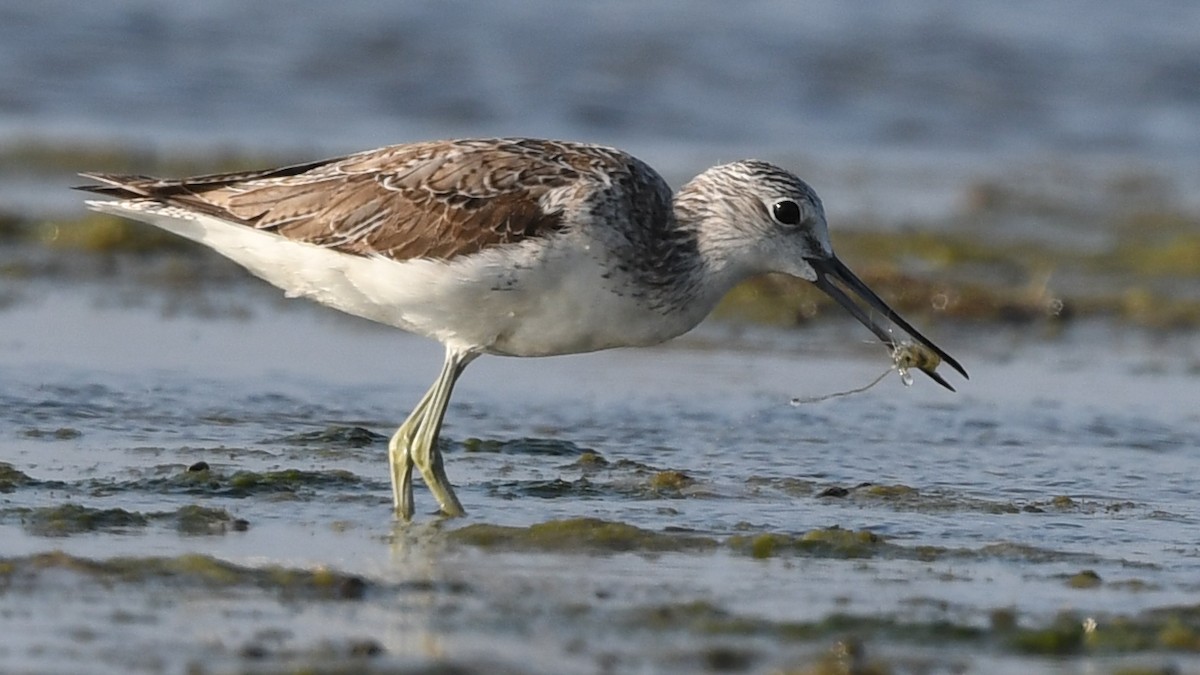 Common Greenshank - ML617294780