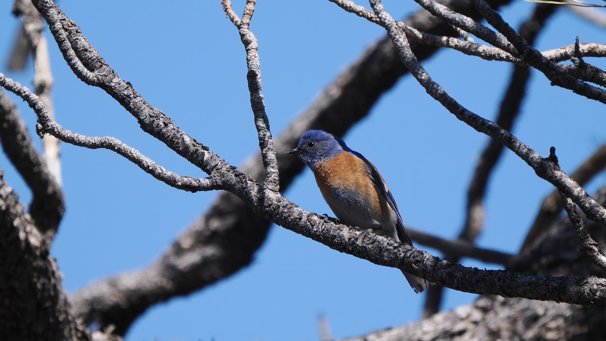 Western Bluebird - ML617294783