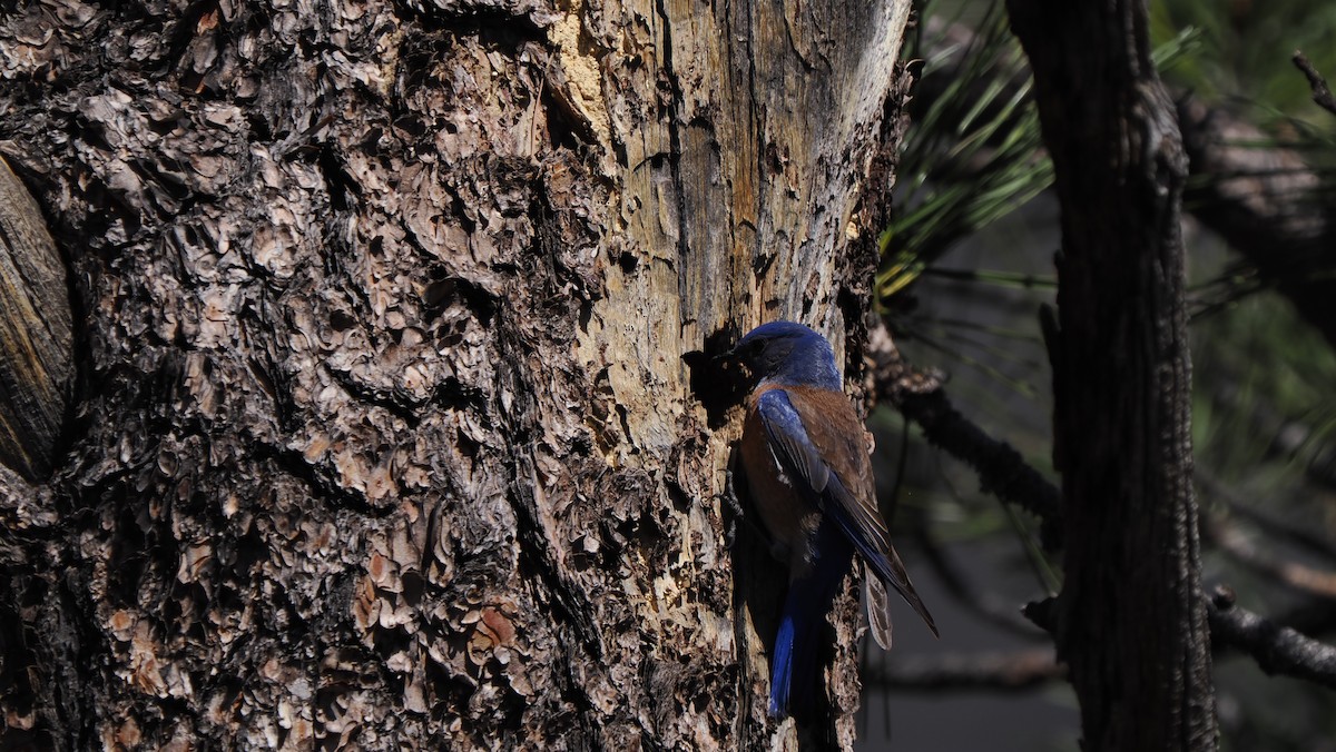 Western Bluebird - ML617294792
