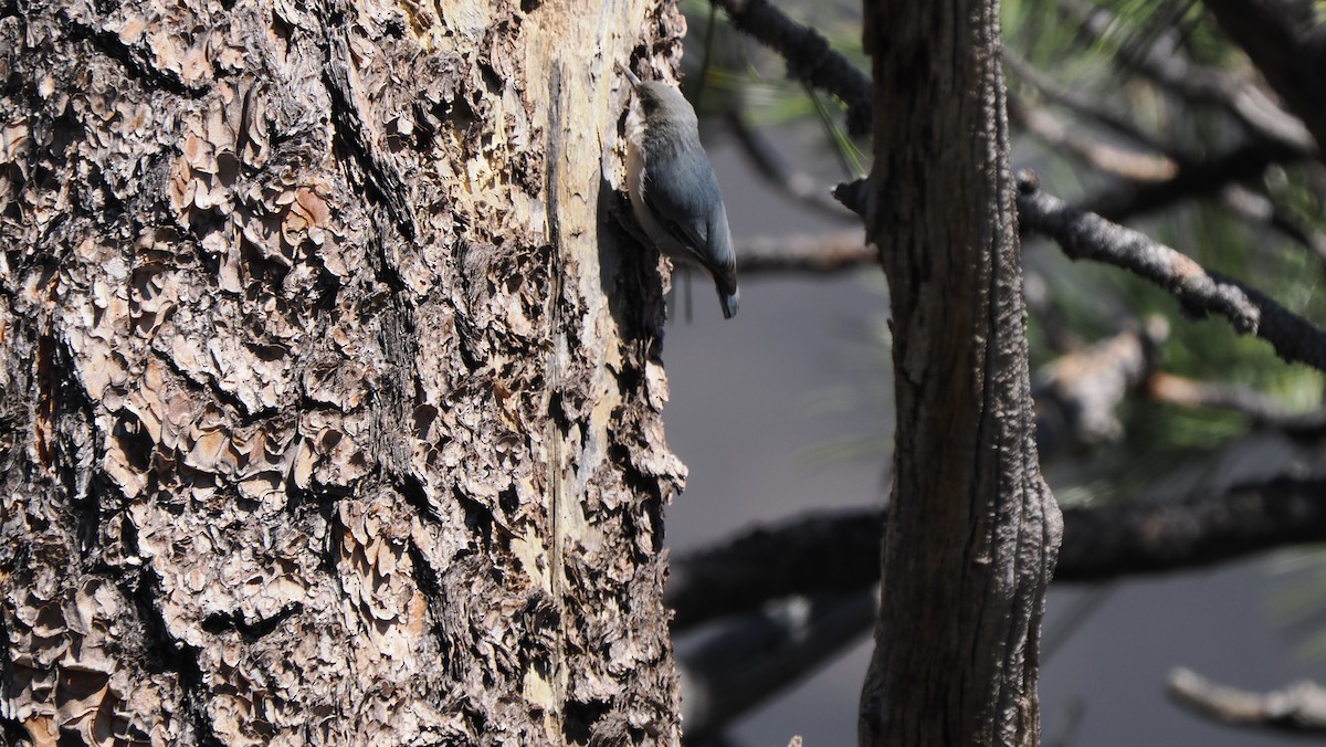 Pygmy Nuthatch - ML617294804