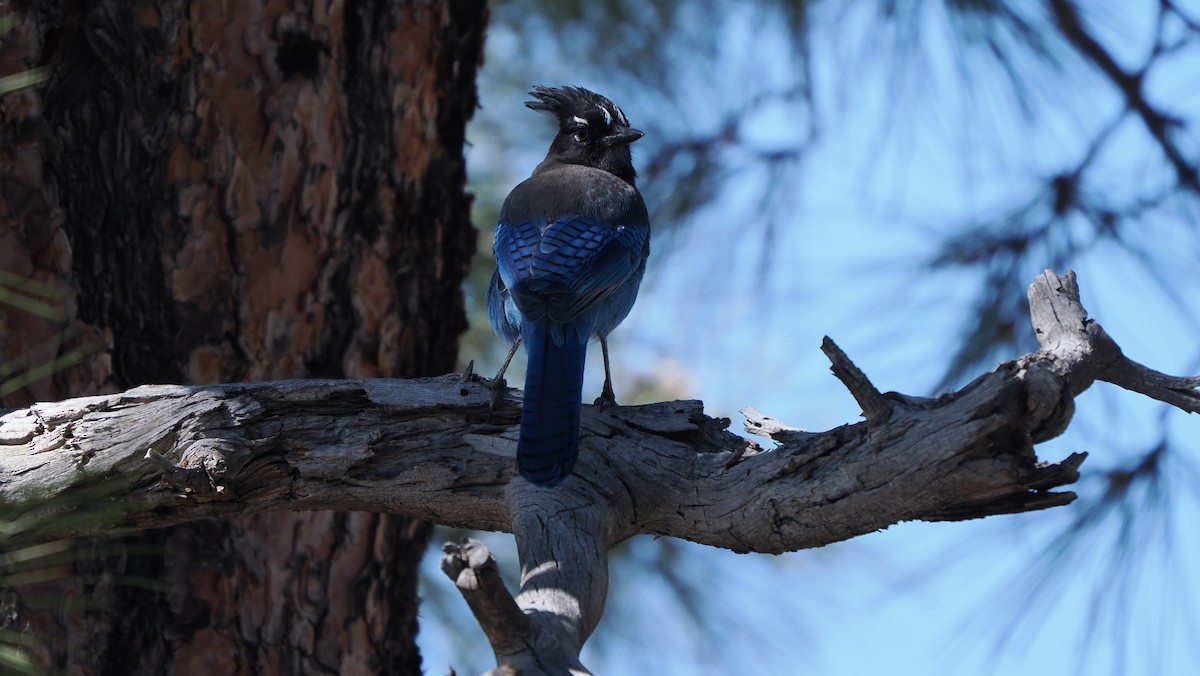 Steller's Jay - ML617294807