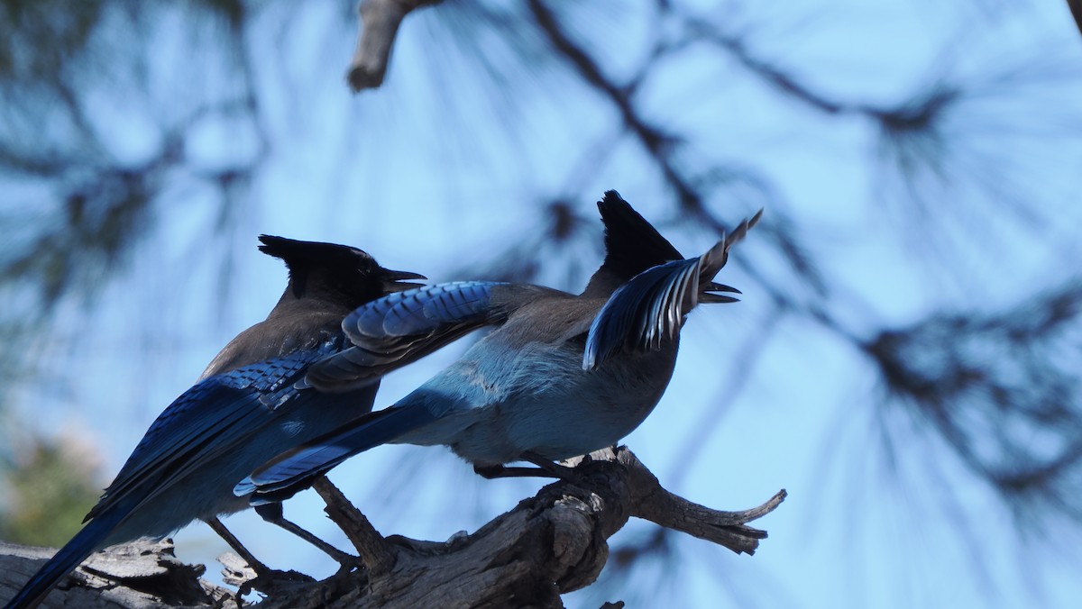 Steller's Jay - ML617294811