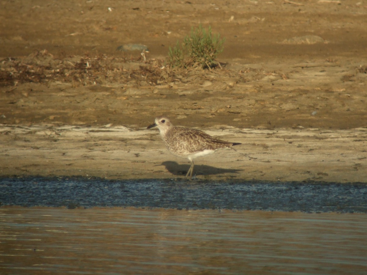 Black-bellied Plover - ML617294846