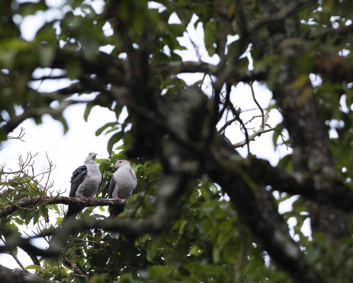 Dark-backed Imperial-Pigeon - ML617294857