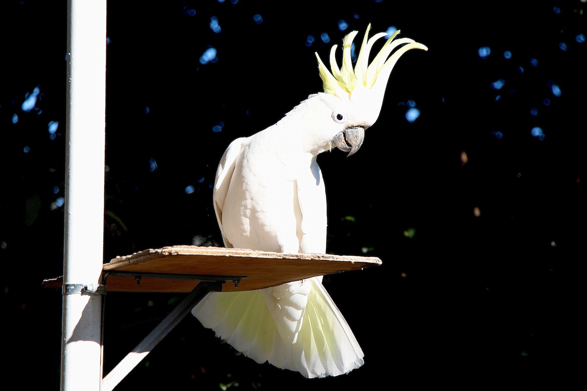 Sulphur-crested Cockatoo - ML617294862