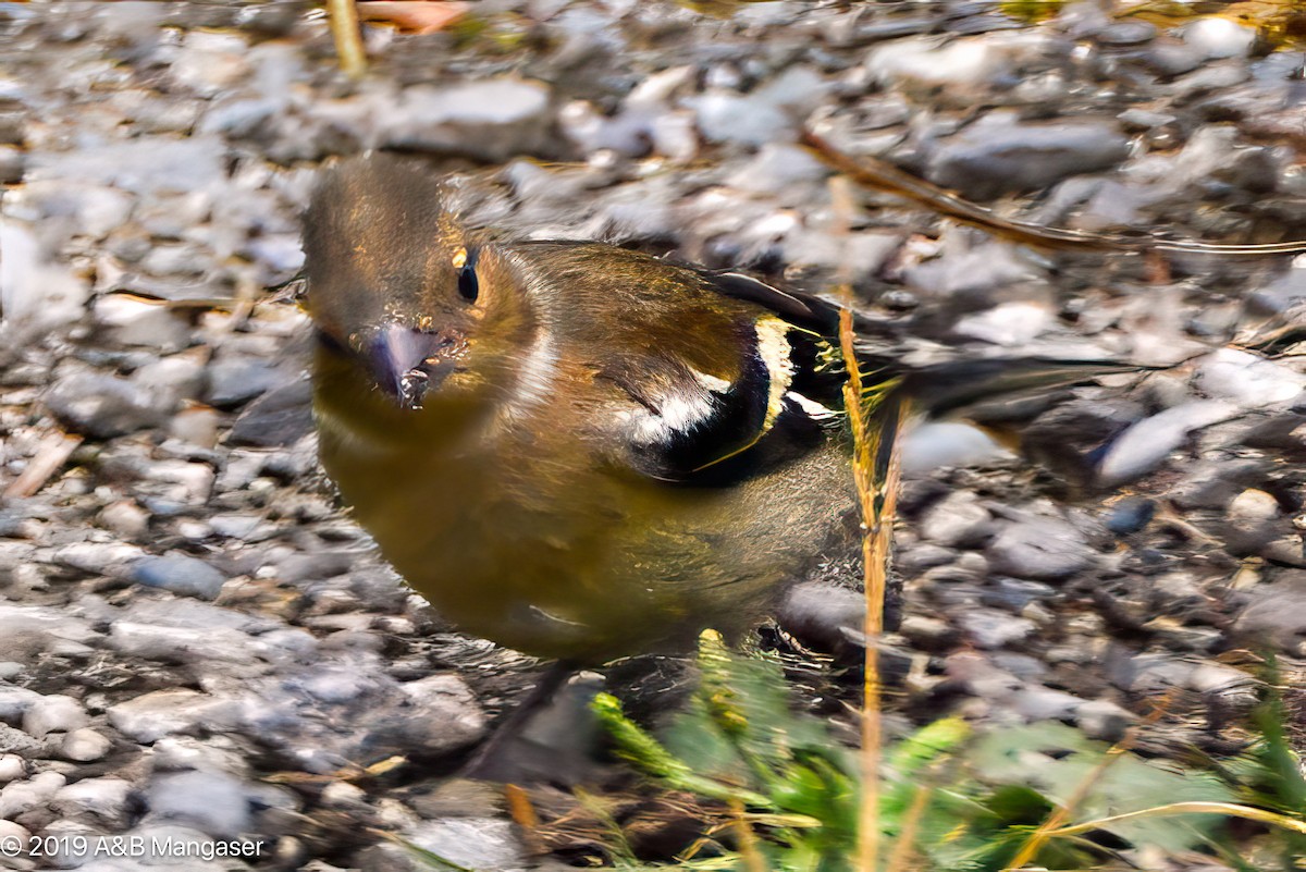 Common Chaffinch - ML617294889