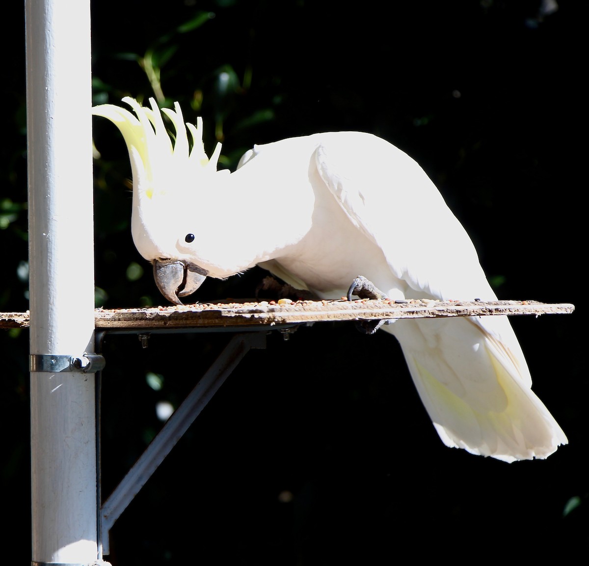 Sulphur-crested Cockatoo - ML617294892