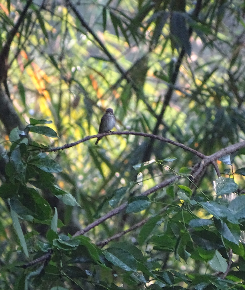 Dark-sided Flycatcher - Lai Wah Liu