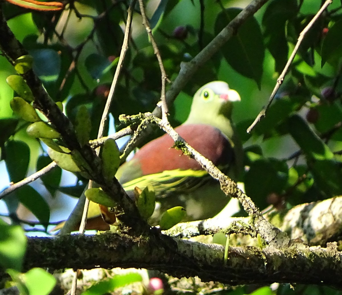 Thick-billed Green-Pigeon - Lai Wah Liu