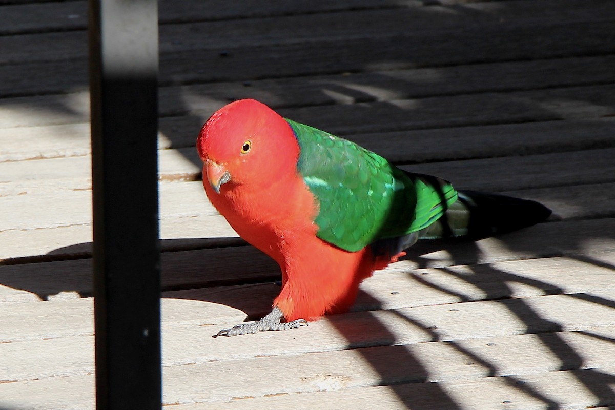 Australian King-Parrot - ML617294923