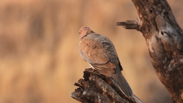 Tórtola Senegalesa - ML617294930