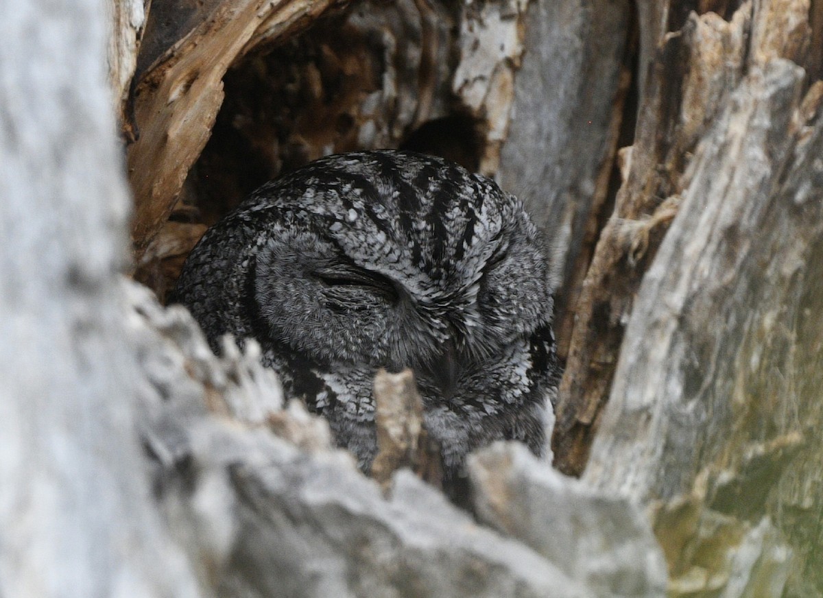 Western Screech-Owl - ML617294943