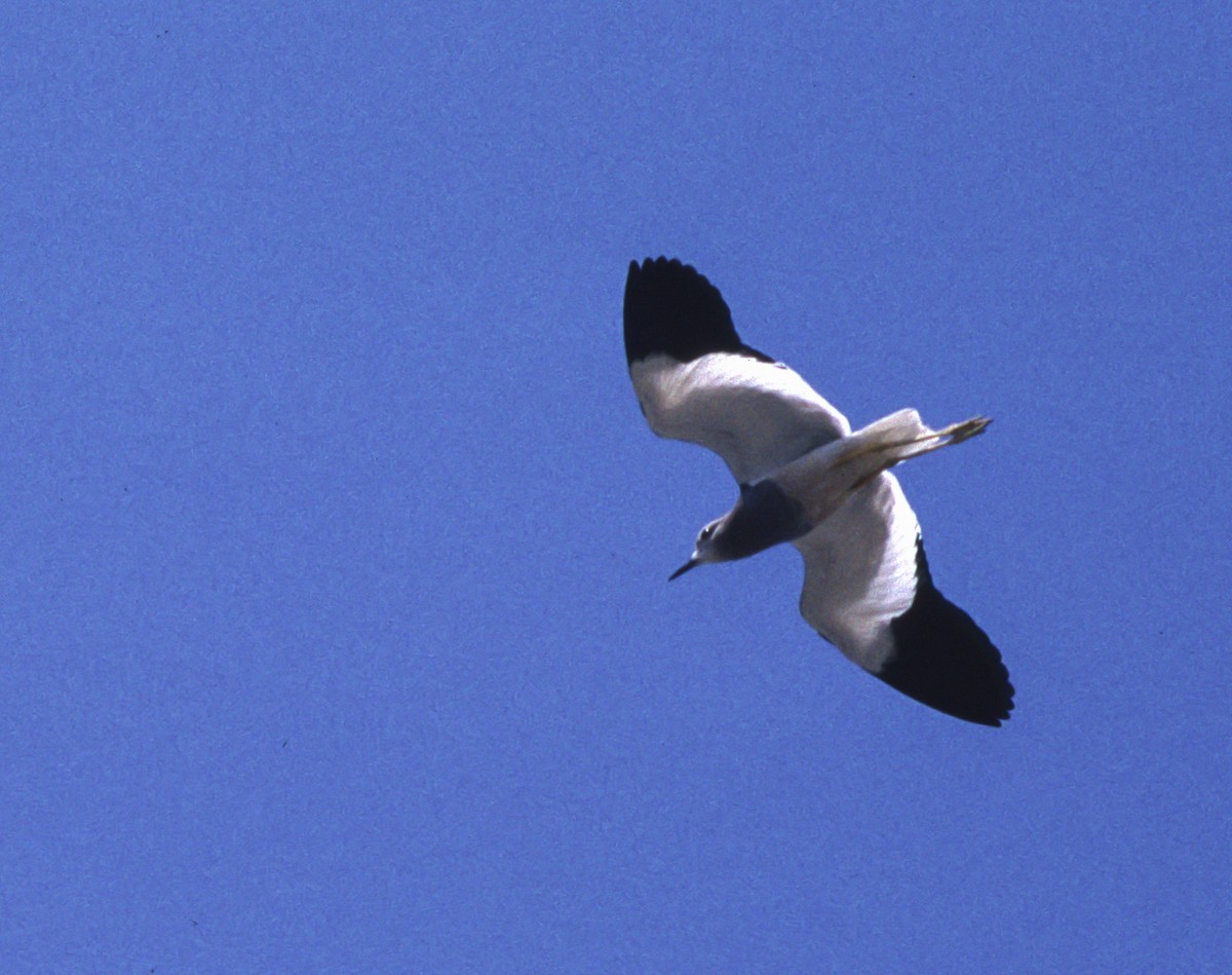 White-tailed Lapwing - Veikko Salo