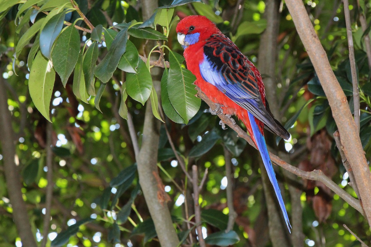 Crimson Rosella - ML617294968