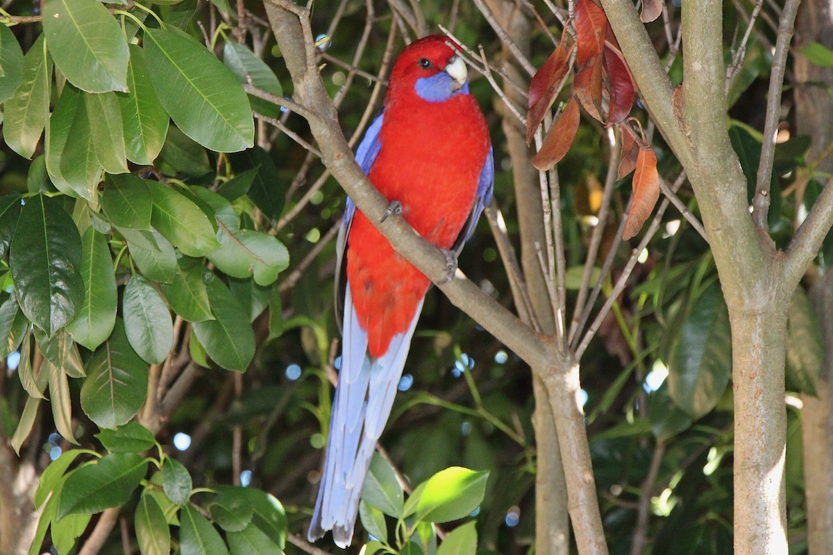 Crimson Rosella - ML617294969