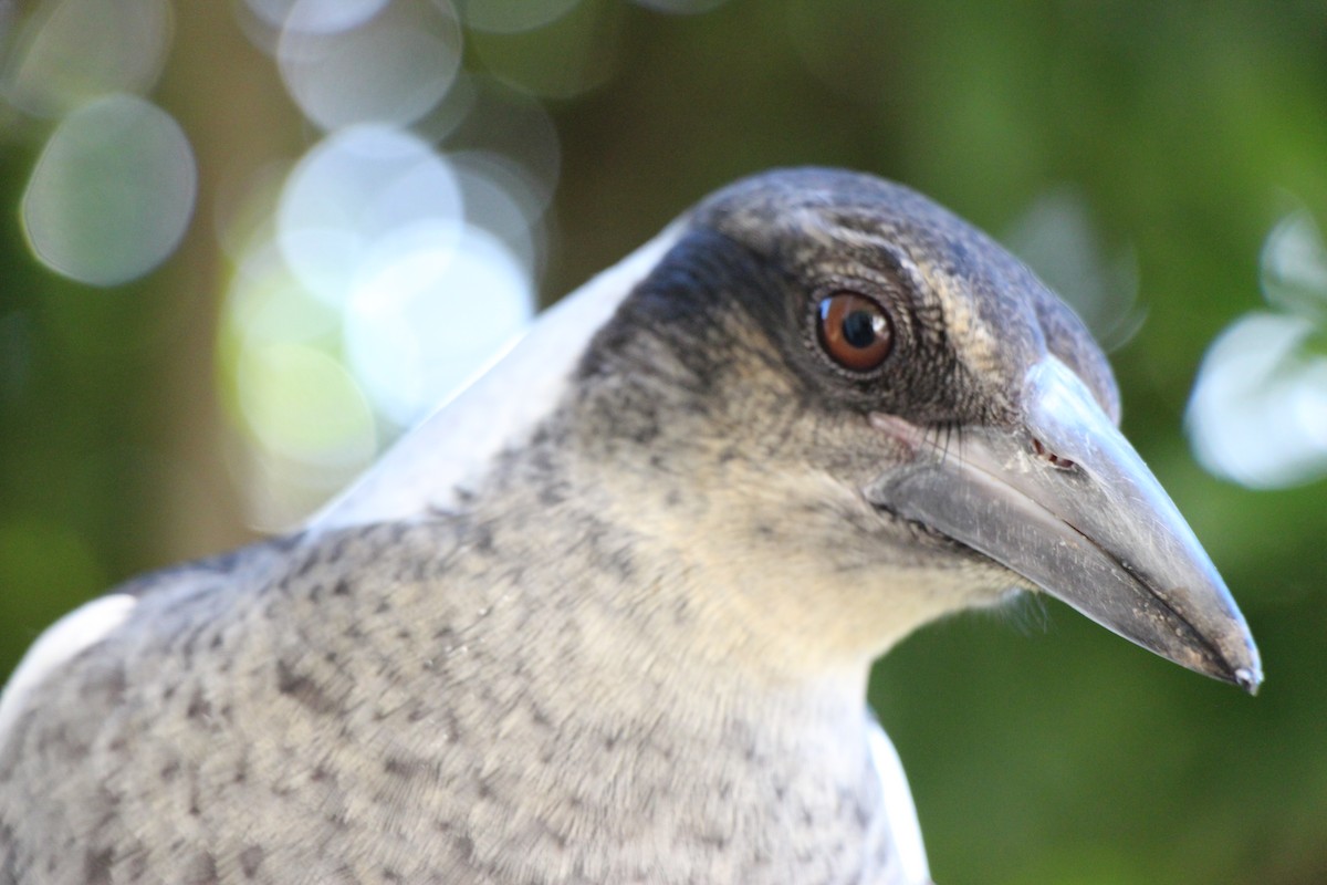 Australian Magpie - ML617294985