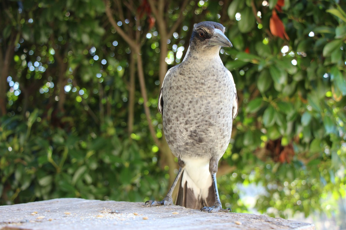 Australian Magpie - ML617294986