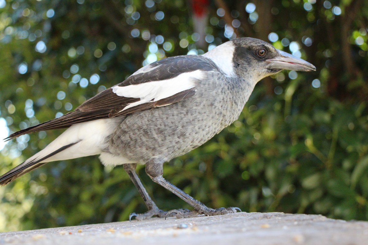 Australian Magpie - ML617294987