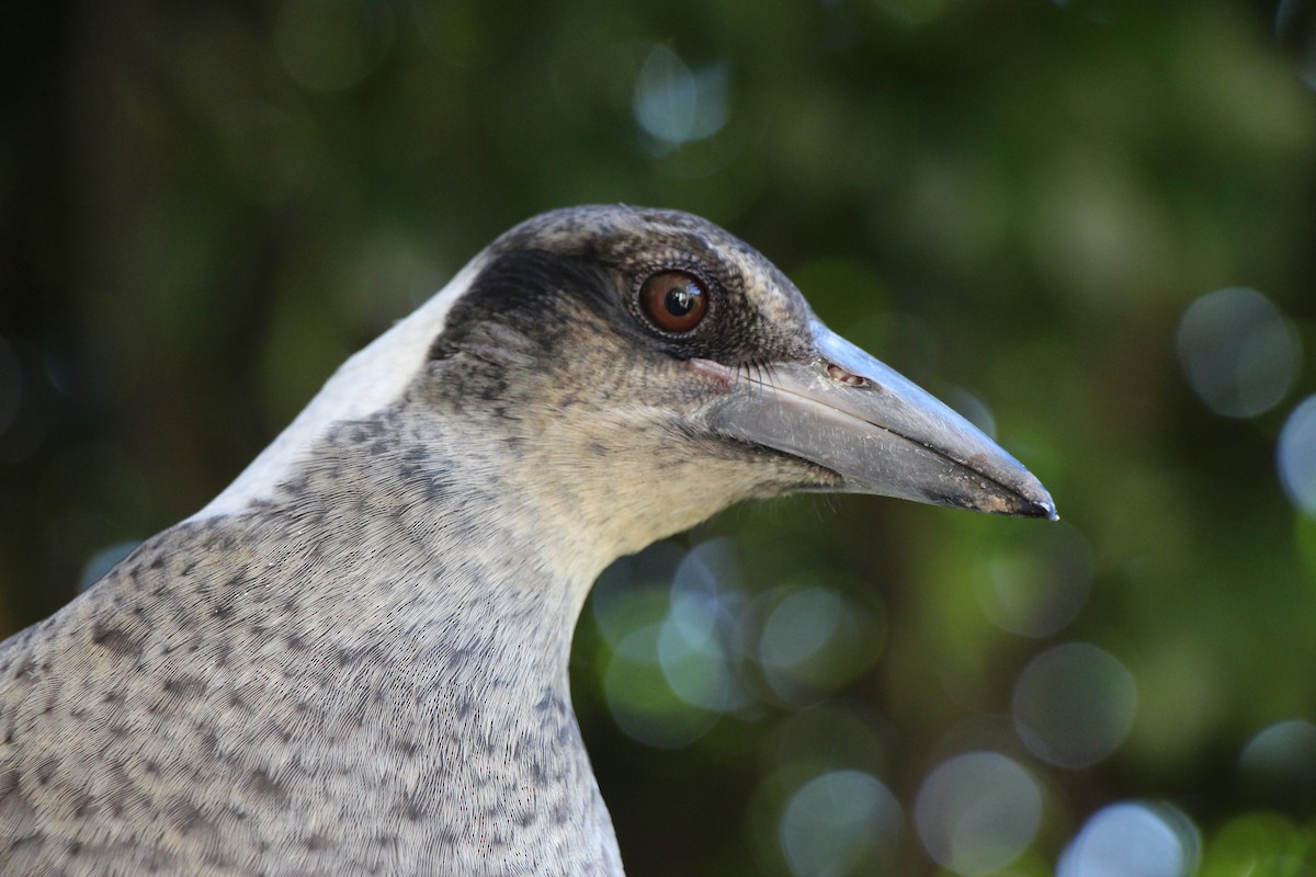 Australian Magpie - ML617294989