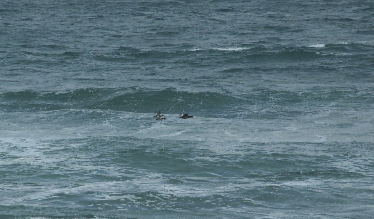 Lesser Scaup - ML617295016