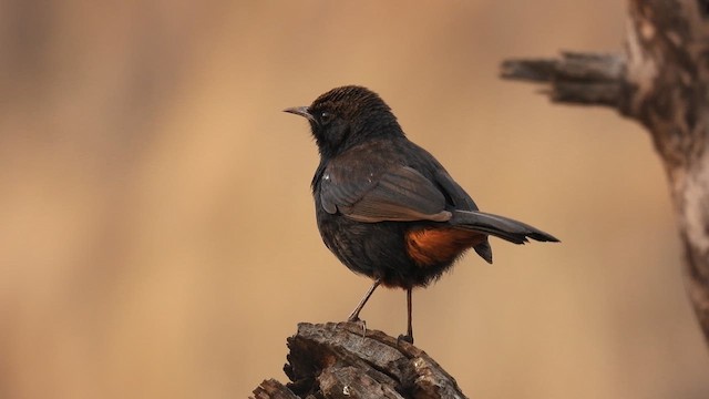 Indian Robin - ML617295025