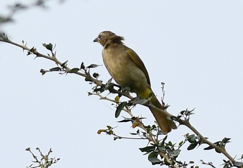 White-browed Bulbul - ML617295050