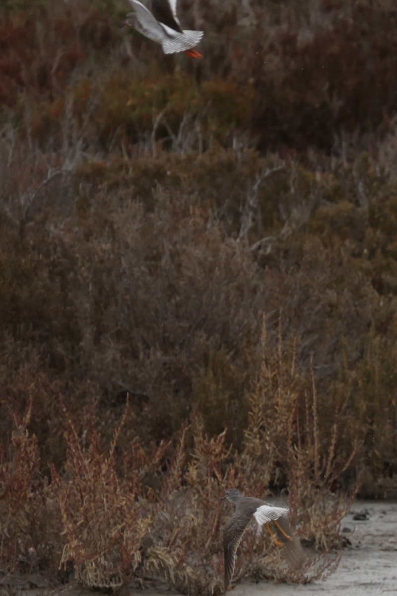 Lesser Yellowlegs - ML617295098