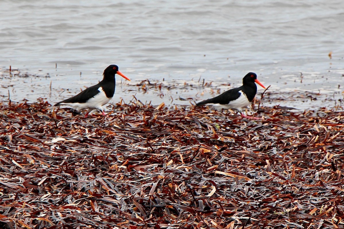 Pied Oystercatcher - Pauline and Ray Priest