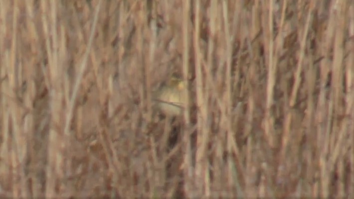 Aquatic Warbler - Antony Faure