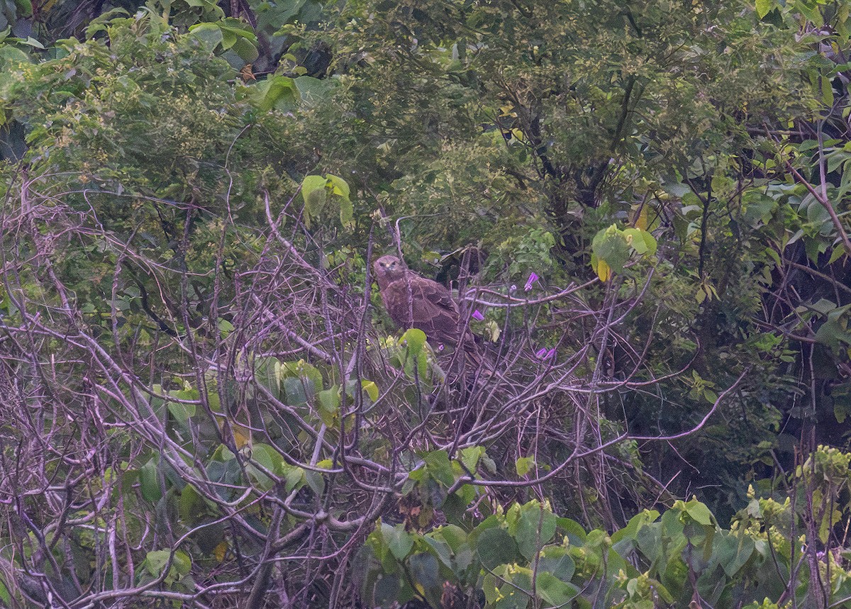 Eastern Marsh Harrier - Archer Wang