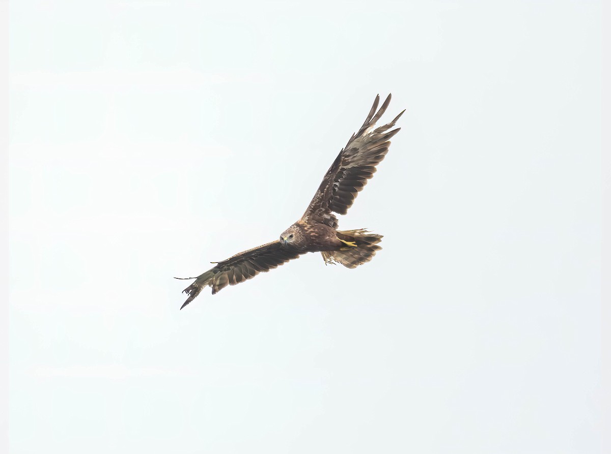 Eastern Marsh Harrier - ML617295201