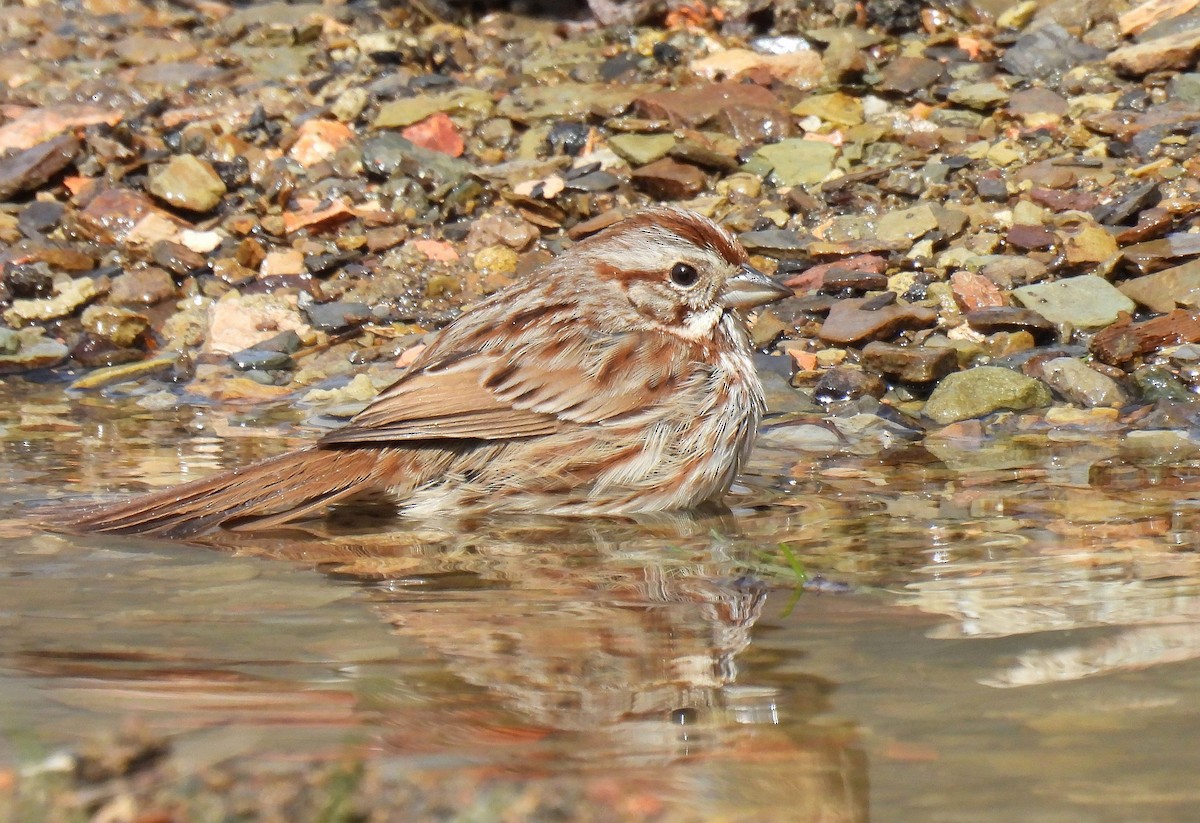 Song Sparrow - ML617295264