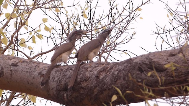 Indian Gray Hornbill - ML617295267