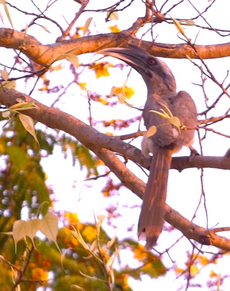 Indian Gray Hornbill - ML617295281