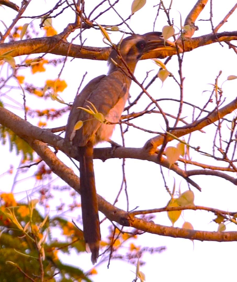 Indian Gray Hornbill - ML617295282