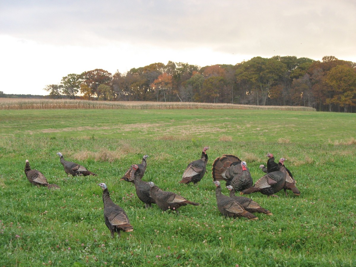 Wild Turkey - Zachary Peterson