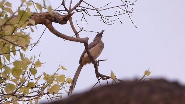 Indian Gray Hornbill - ML617295306