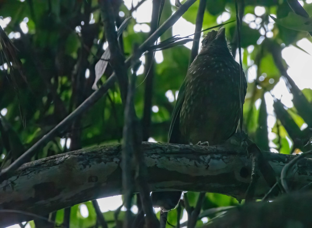 Green Catbird - ML617295335